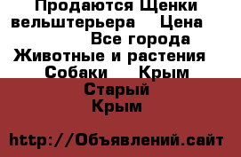 Продаются Щенки вельштерьера  › Цена ­ 27 000 - Все города Животные и растения » Собаки   . Крым,Старый Крым